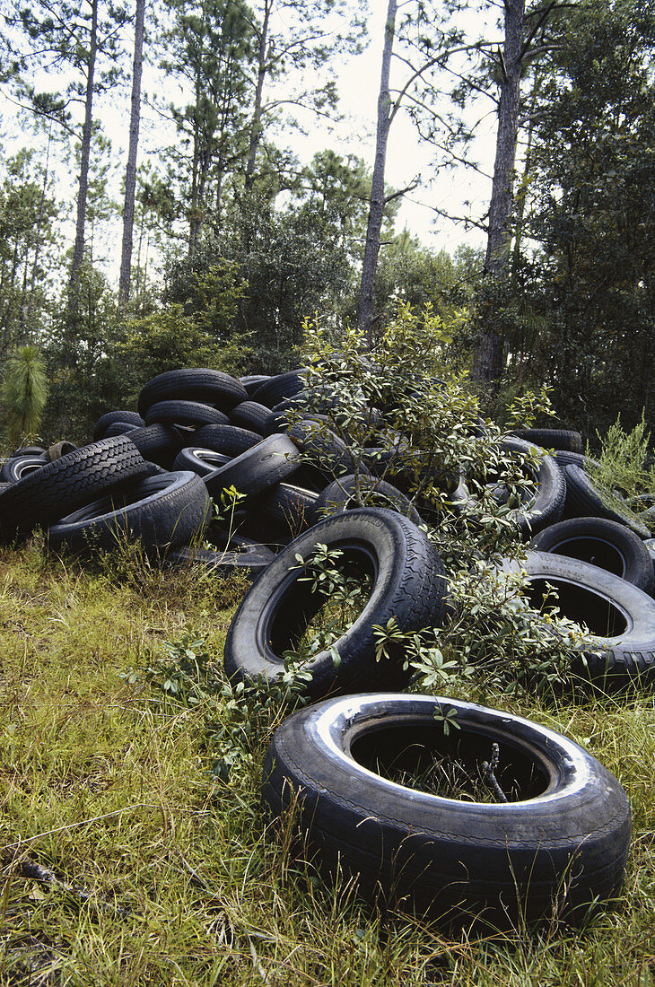 Used Tires Illegally Dumped in Forest