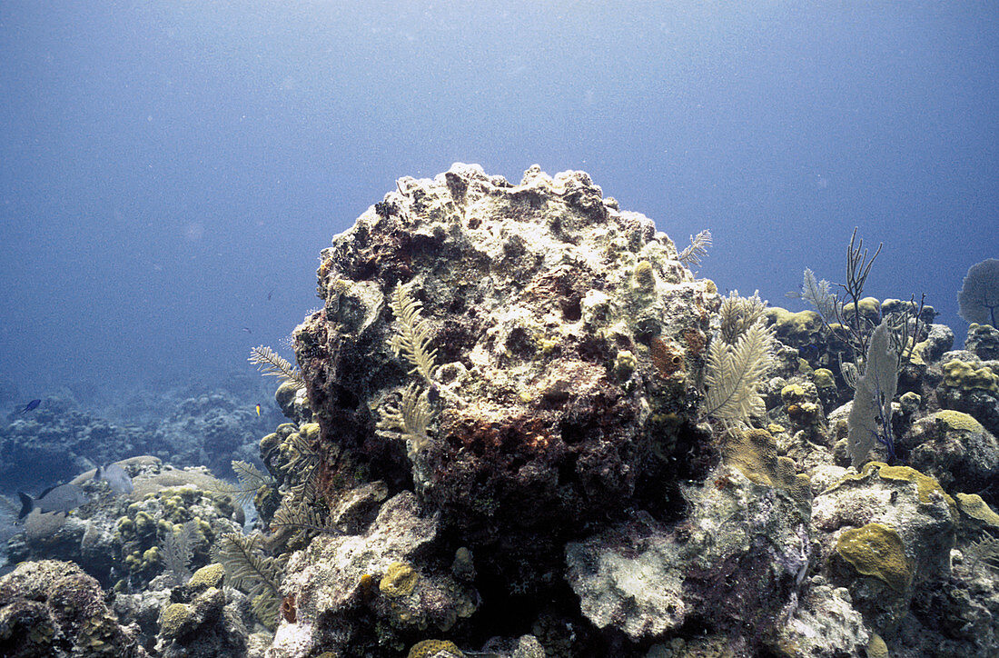 Degraded coral reef
