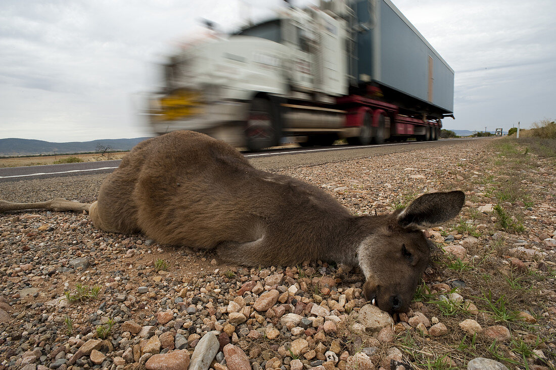Dead Gray Kangaroo