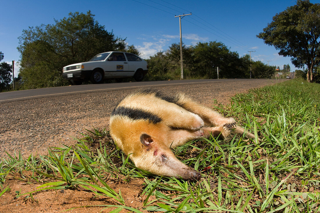 Road-killed Collared Anteater
