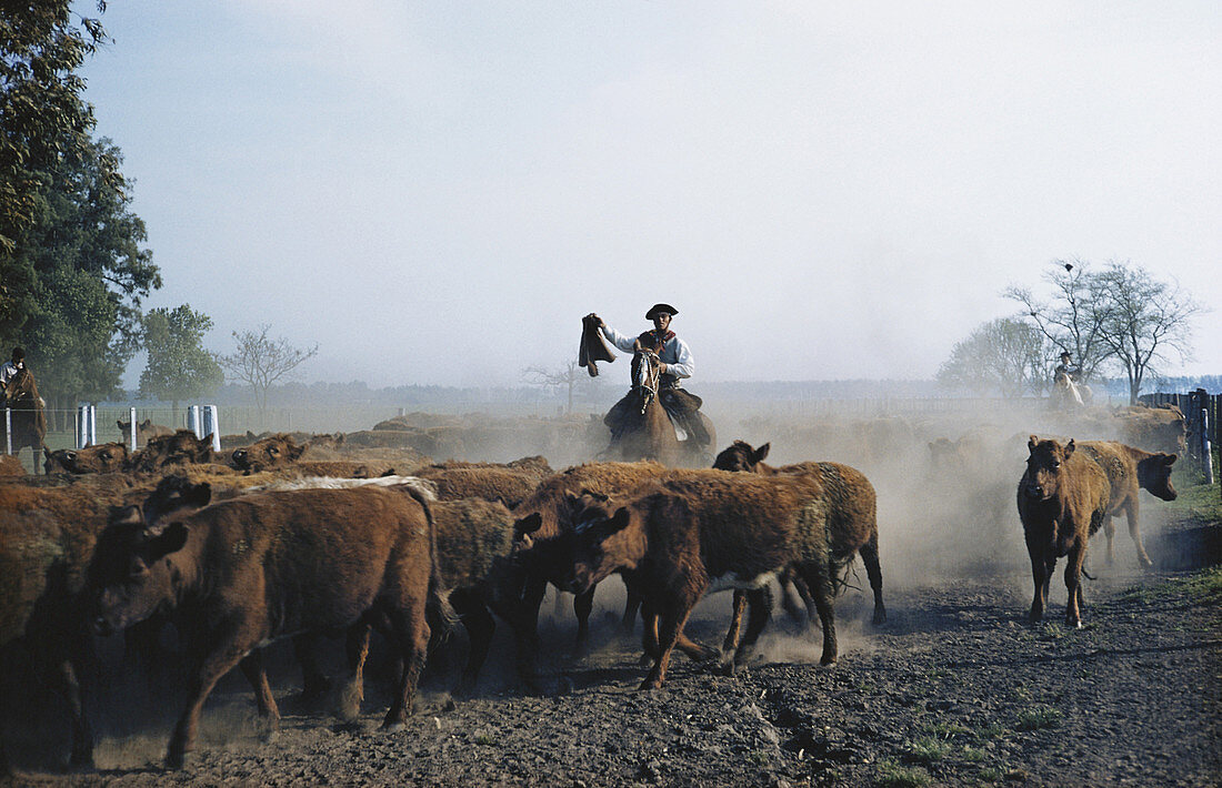 Herding Cattle on the Pampas,Argentina