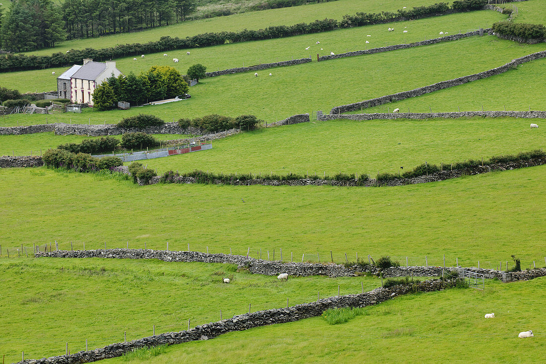 Fields with Stone Fences,Ireland