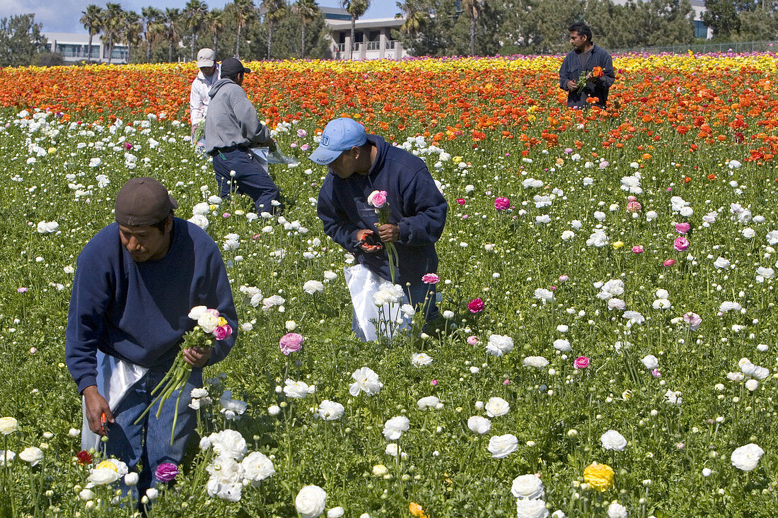 Workers Harvesting Ranunculus Flowers
