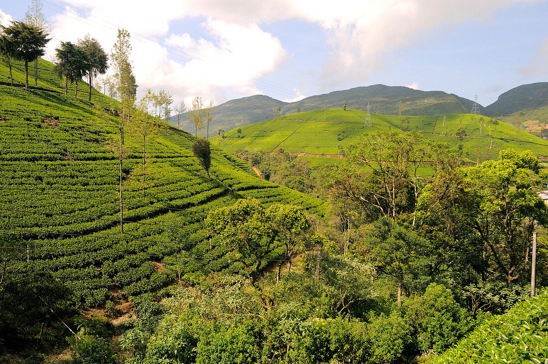 Tea Plantation,Sri Lanka