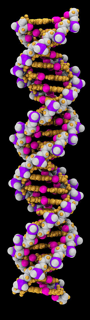 3D DNA Molecule