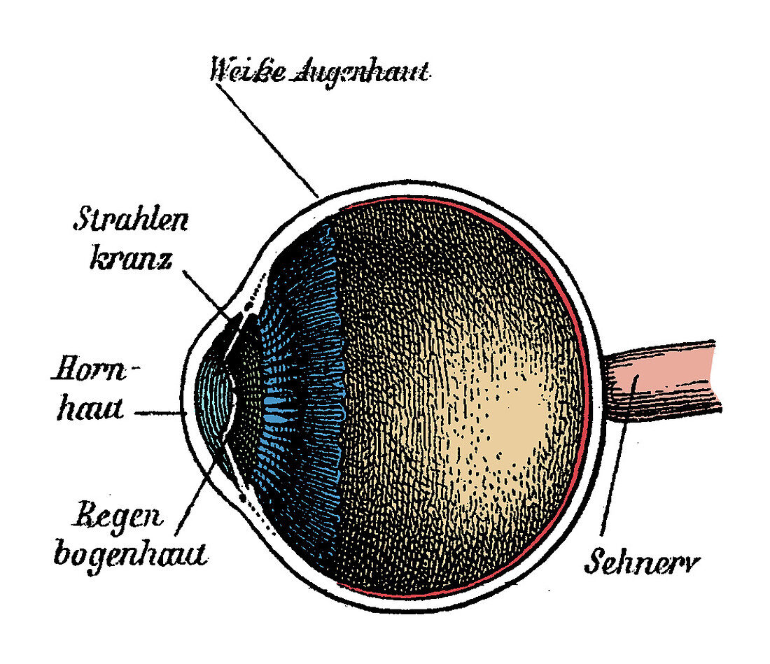 Eye Anatomy