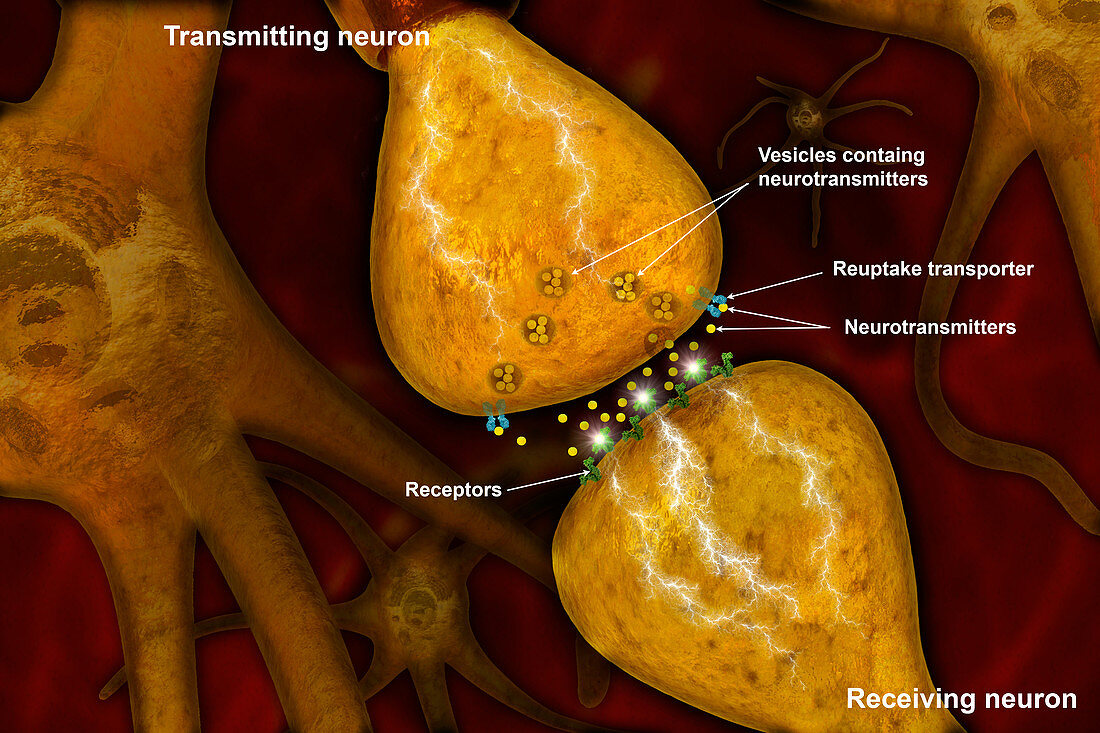 Behaviour of Neurotransmitters