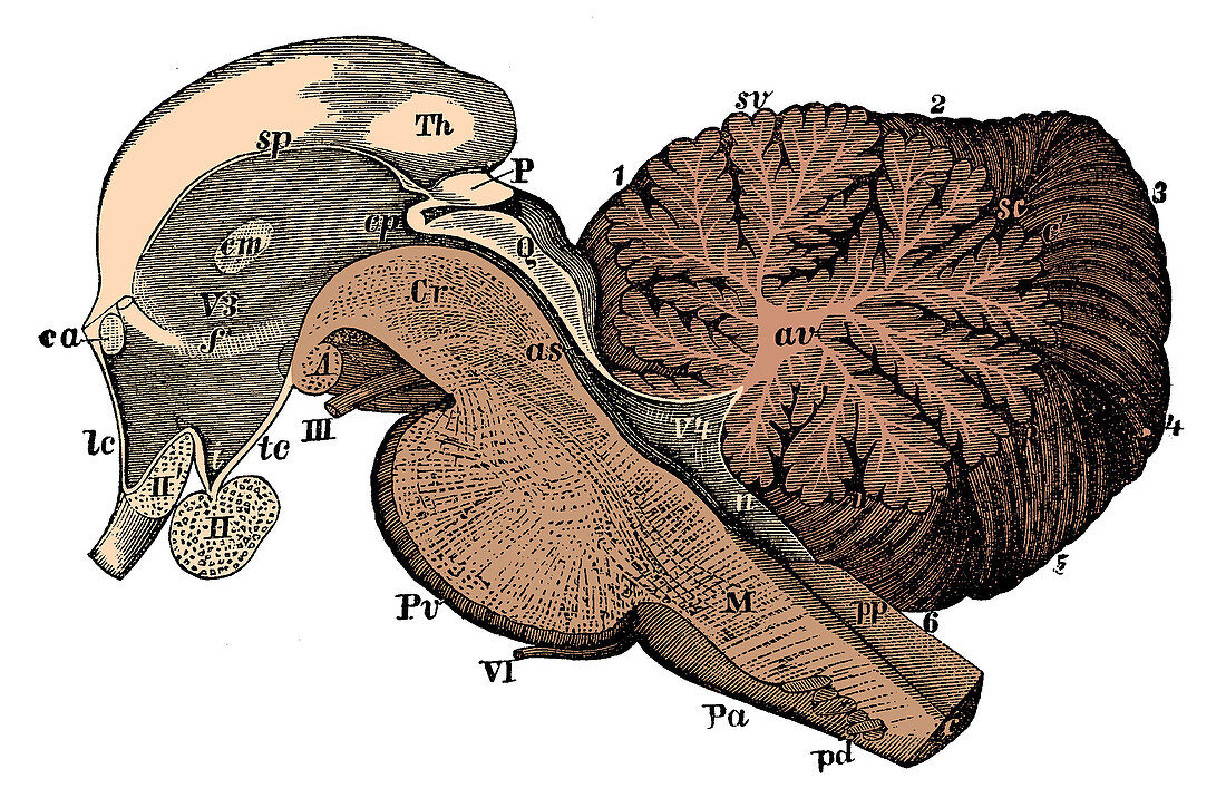 Third and Fourth Ventricles of the Brain