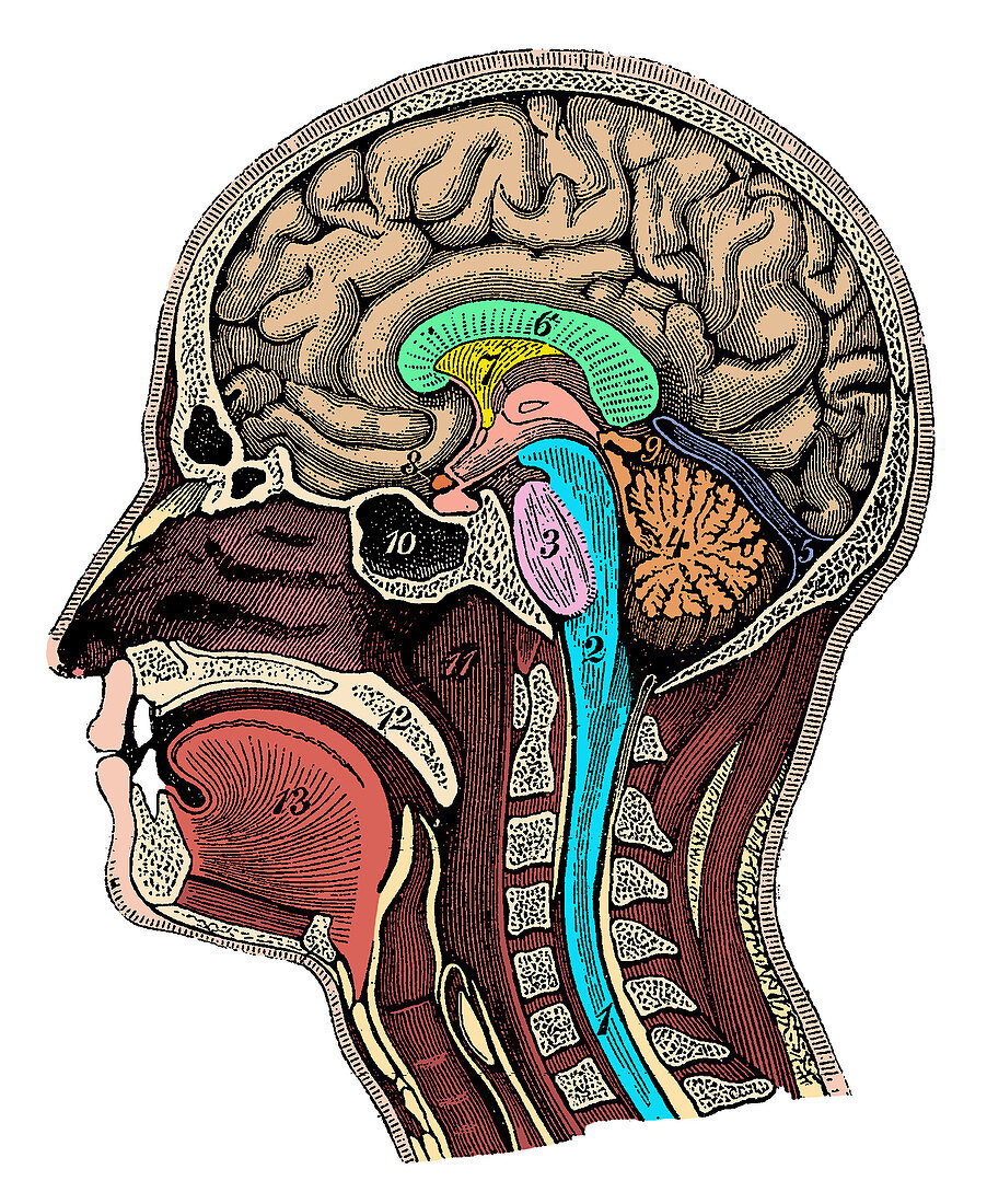 Head and Brain Anatomy