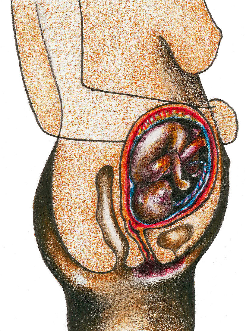 Fetal Development - Month 6