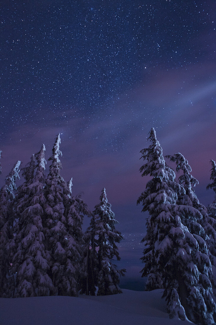 Snow-covered Forest and Starry Sky