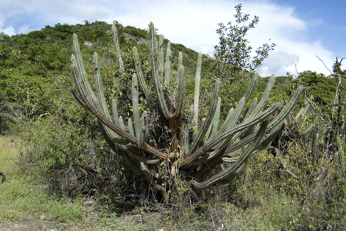 Dildo cactus