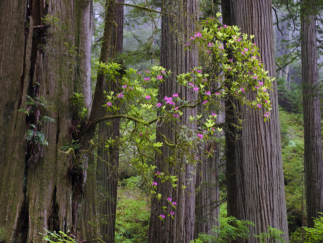 Rhododendron and Redwood Trees