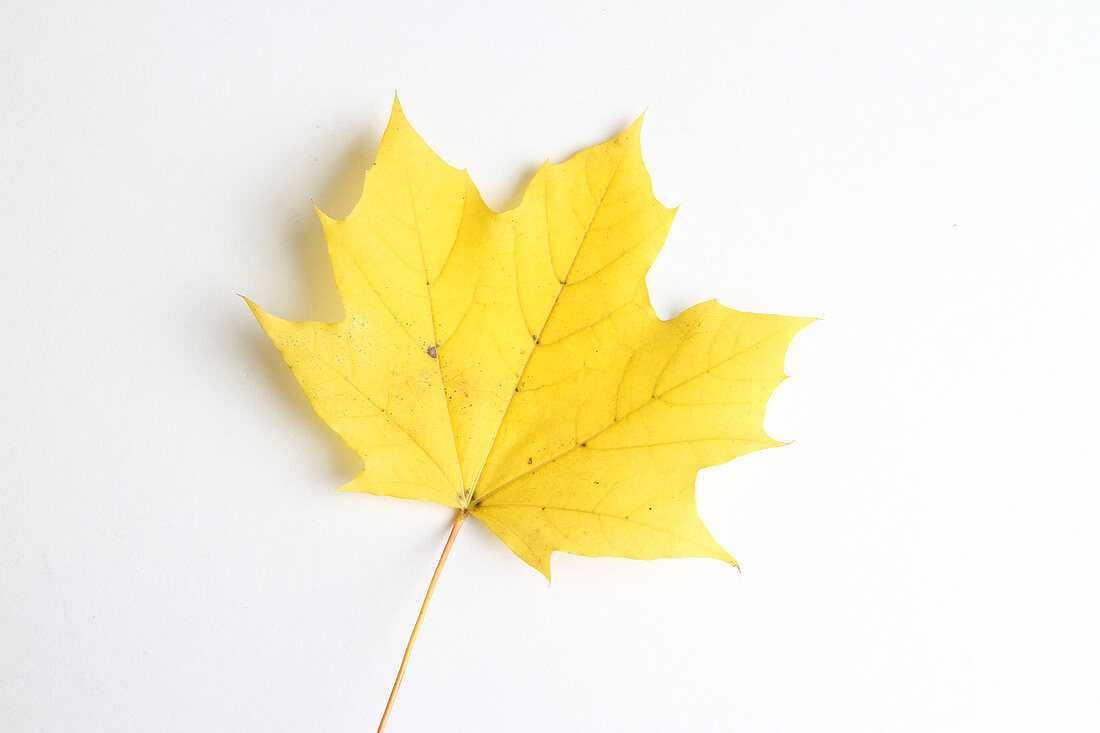 Maple Leaf