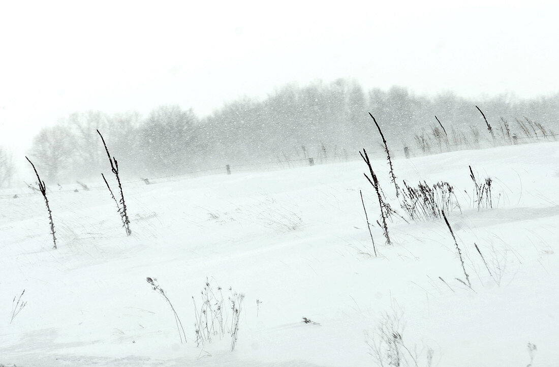 Prairie in blizzard,MN