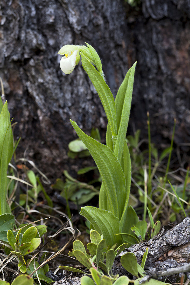 Sparrow's Egg Lady's Slipper