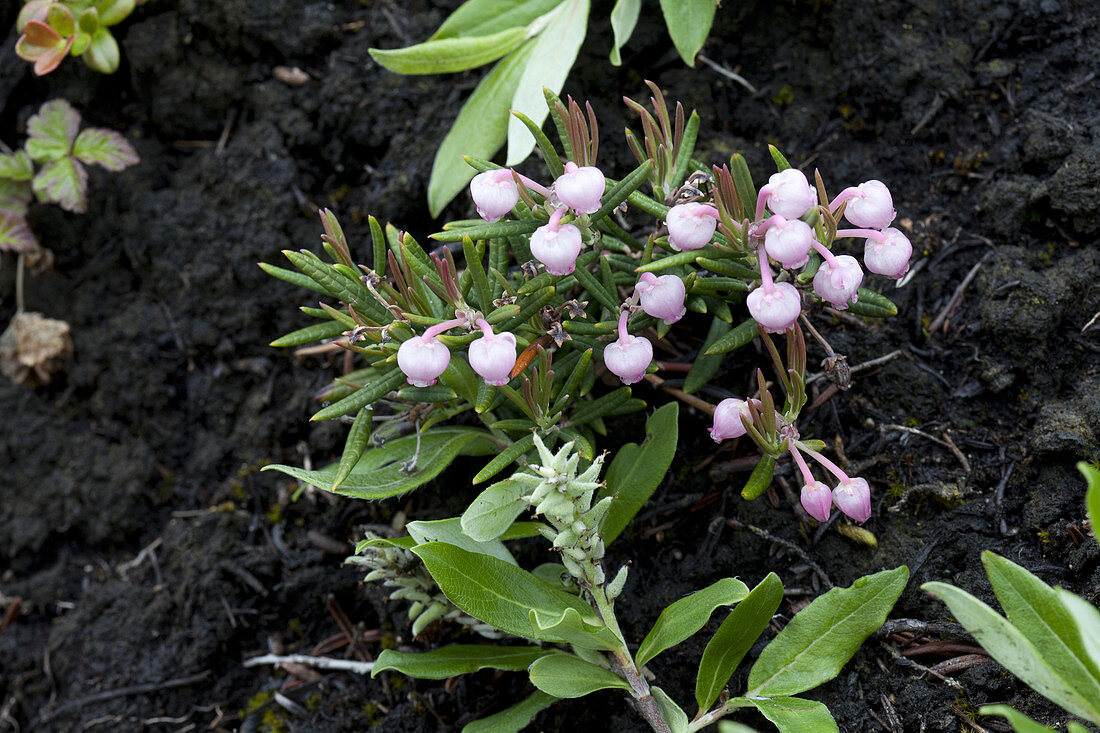 Bog rosemary