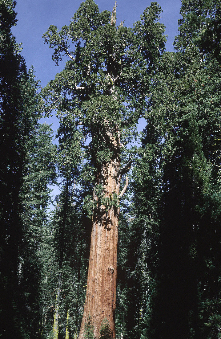 Giant sequoia