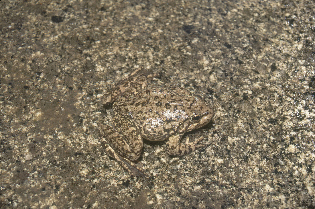 Mountain Yellow-legged Frog