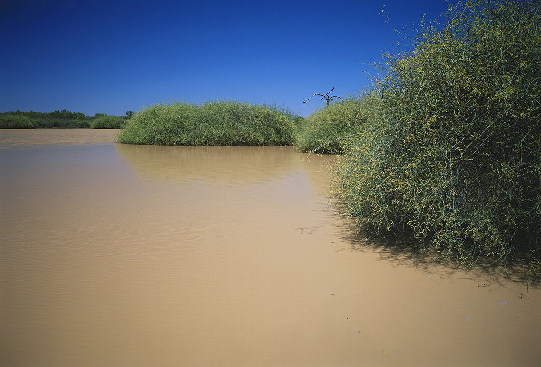 Lignum Swamp,Australia