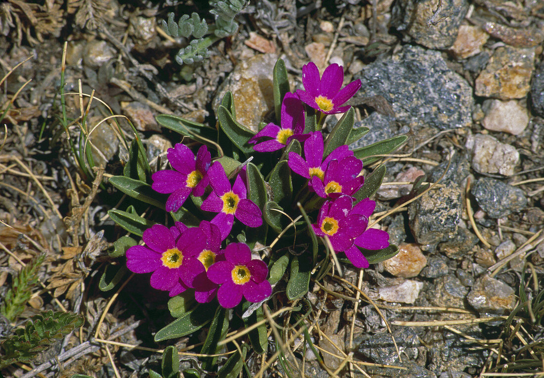 Alpine Primrose