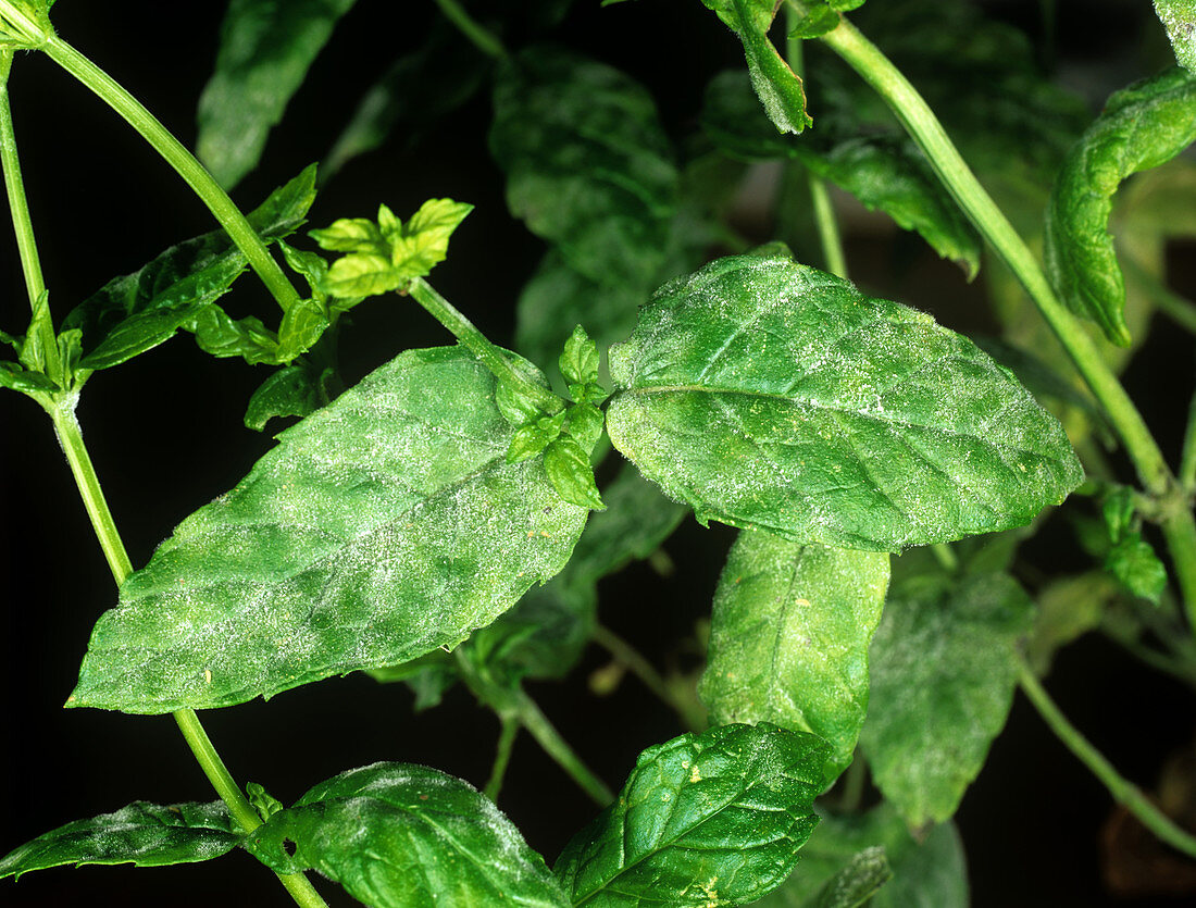 Powdery mildew on mint leaves
