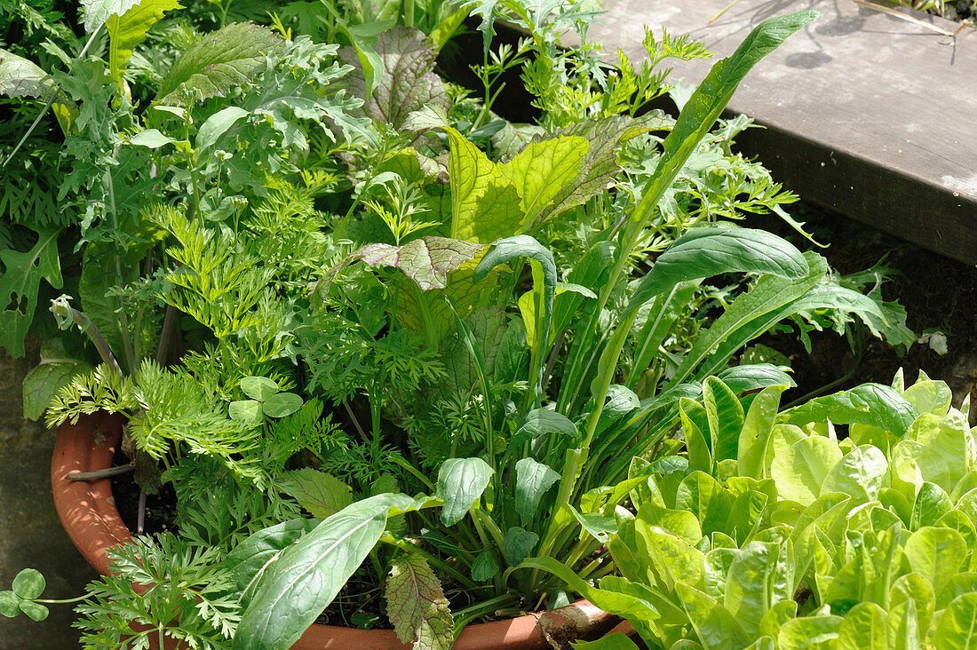 Salad leaf plants