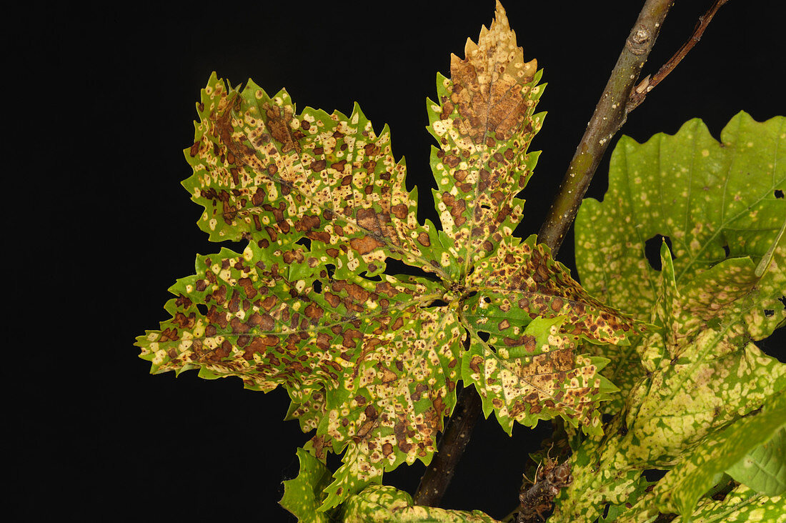 Oak leaf phylloxera damage