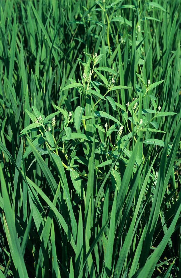 Gooseweed in rice crop