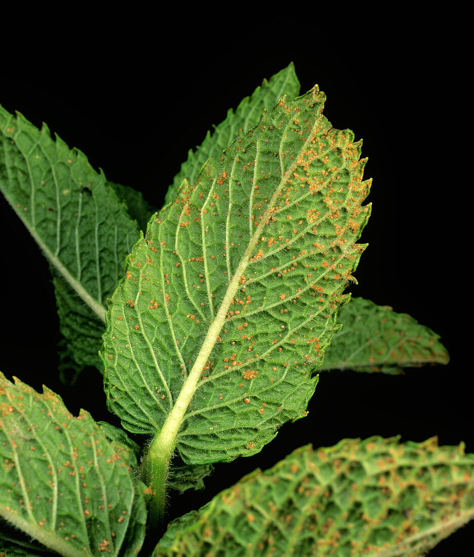 Mint rust (Puccinia menthae)