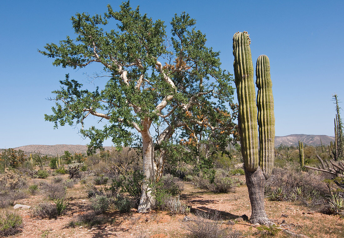 Elephant Tree and Cardon Cactus