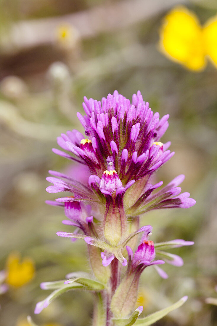 Denseflower Indian Paintbrush