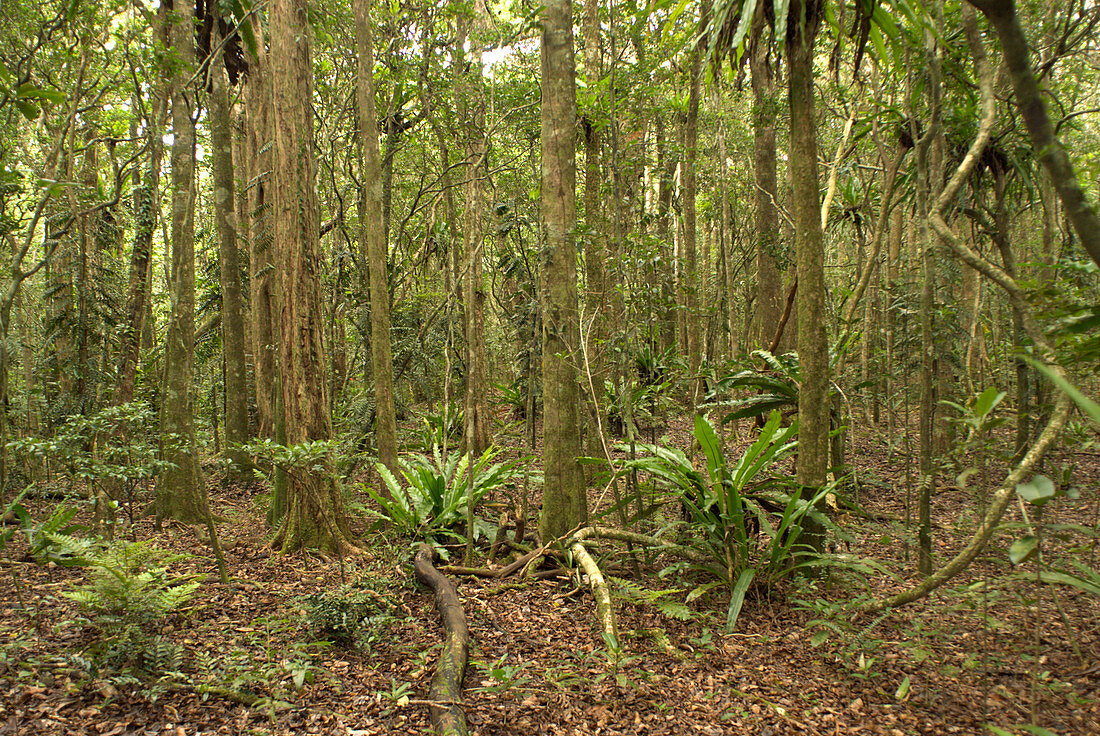 Native forest,Mauritius