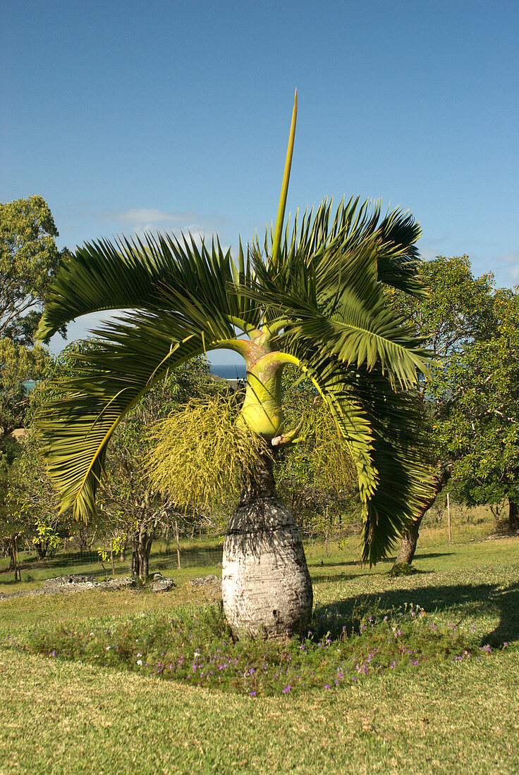 Bottle Palm,Mauritius