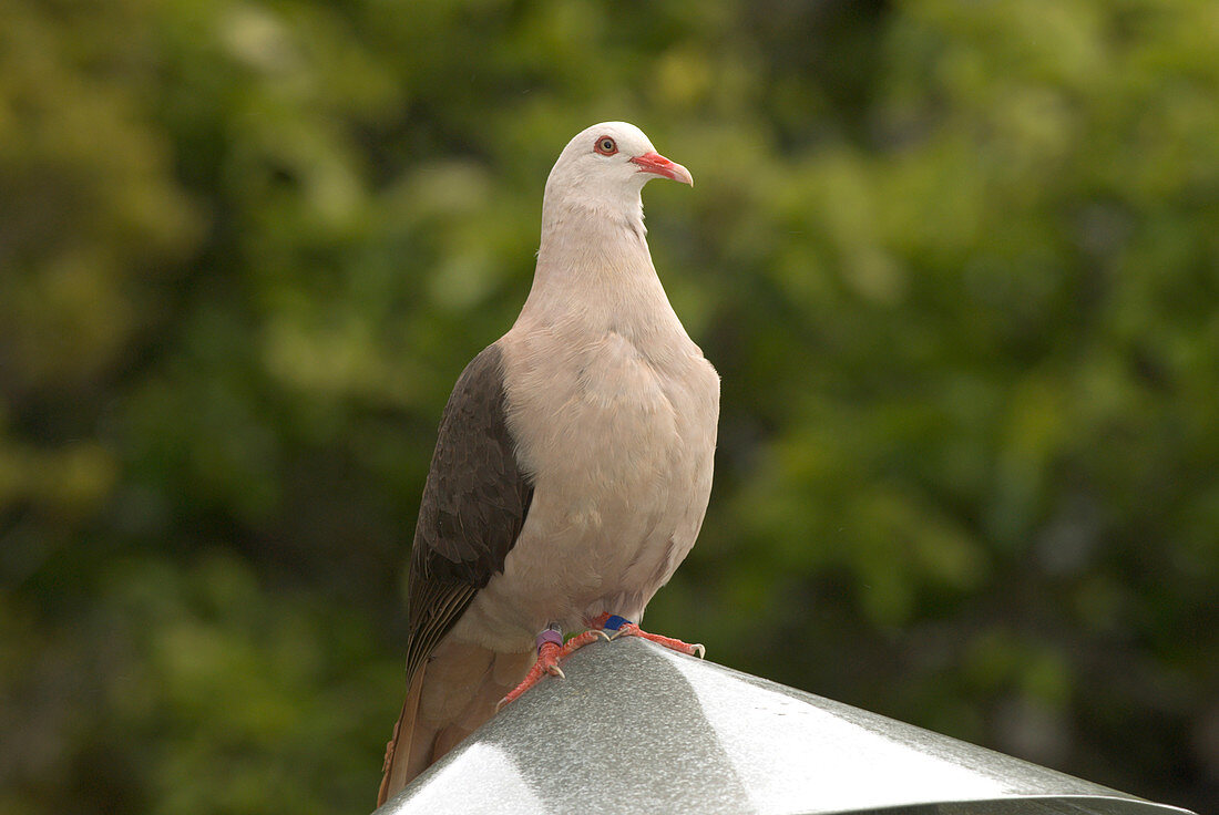 Mauritius Pink Pigeon