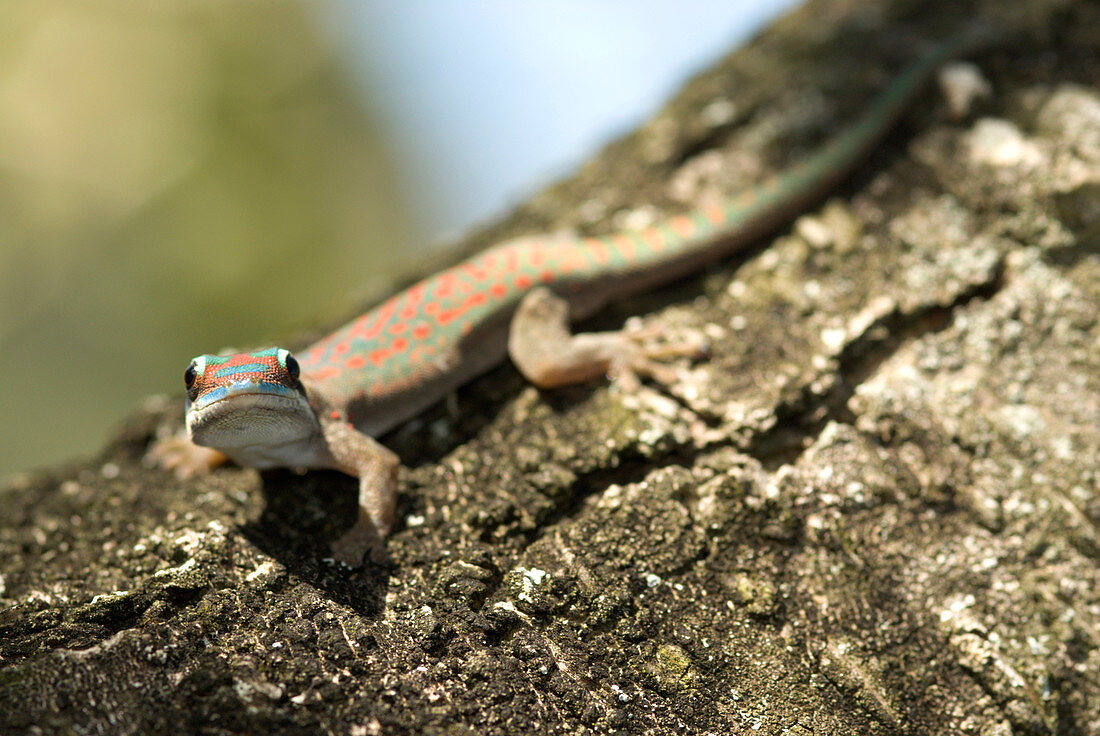 Ornate Day Gecko