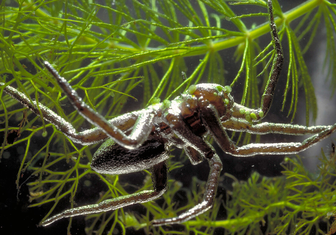 Fishing Spider