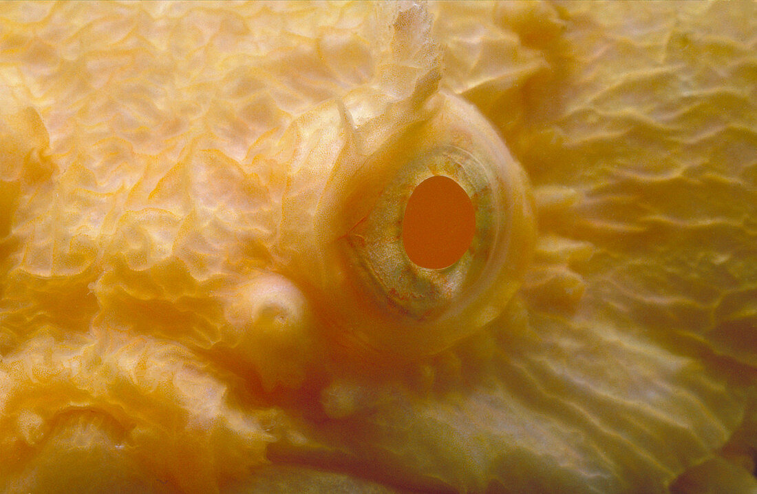 Albino Oyster Toadfish