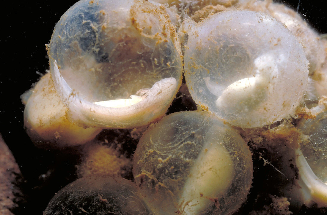 Hellbender Eggs