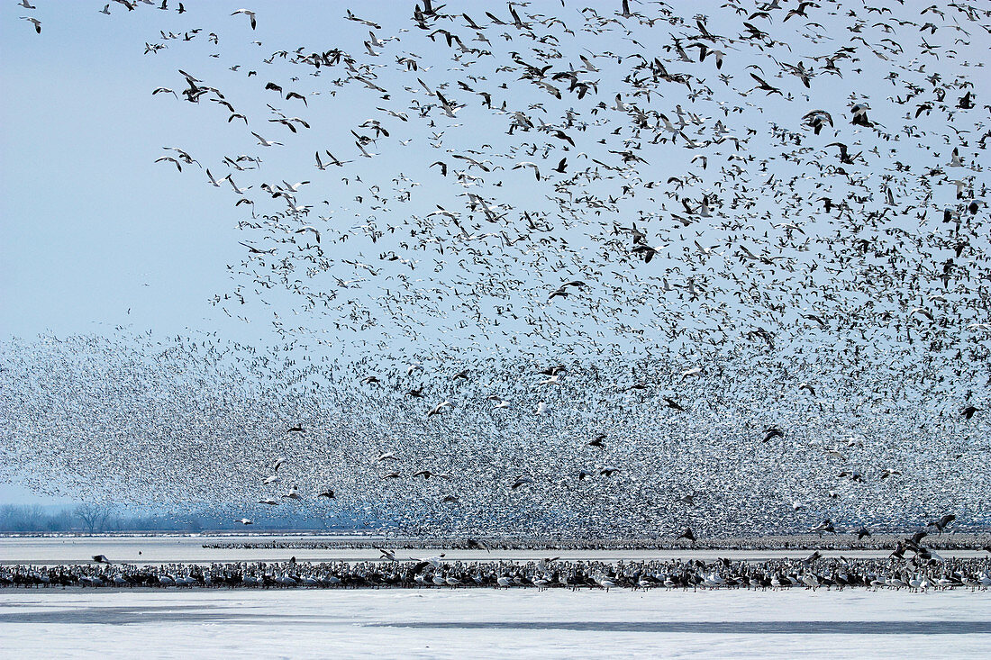 Massive Amount of Snow Geese