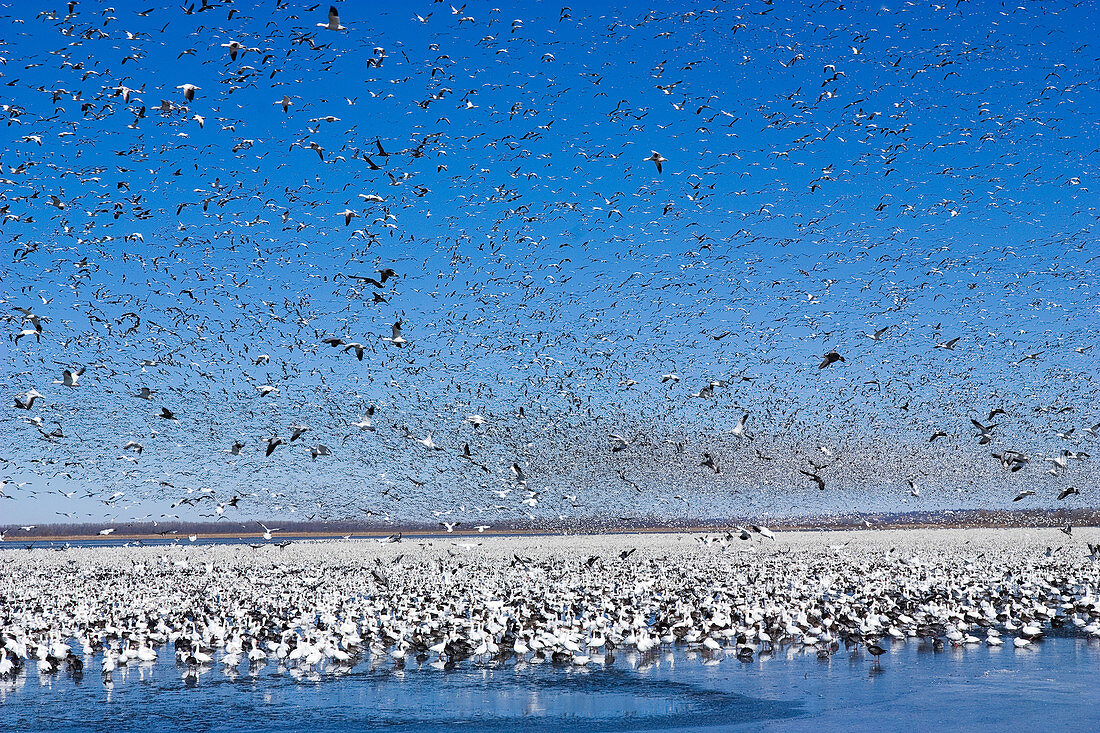 Snow Goose Migration