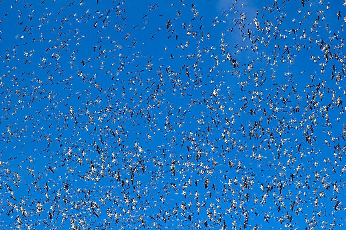 Fall Migration