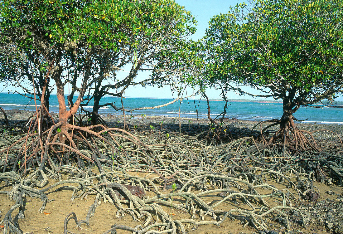 Mangroves in Australia