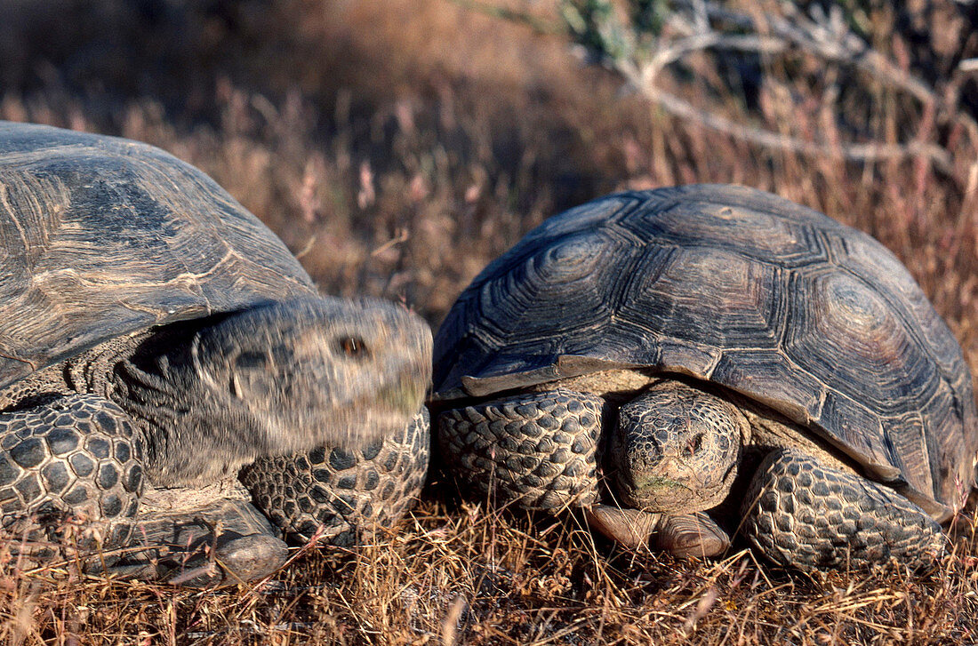 Desert Tortoise Courtship