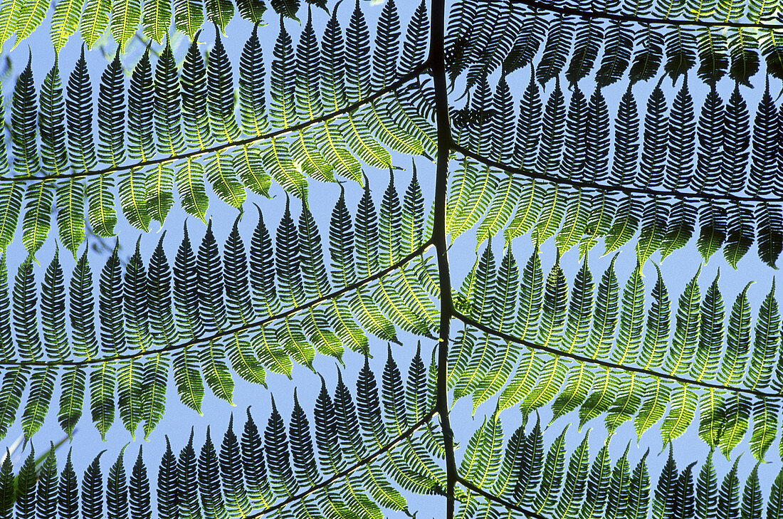 Tree Fern Frond