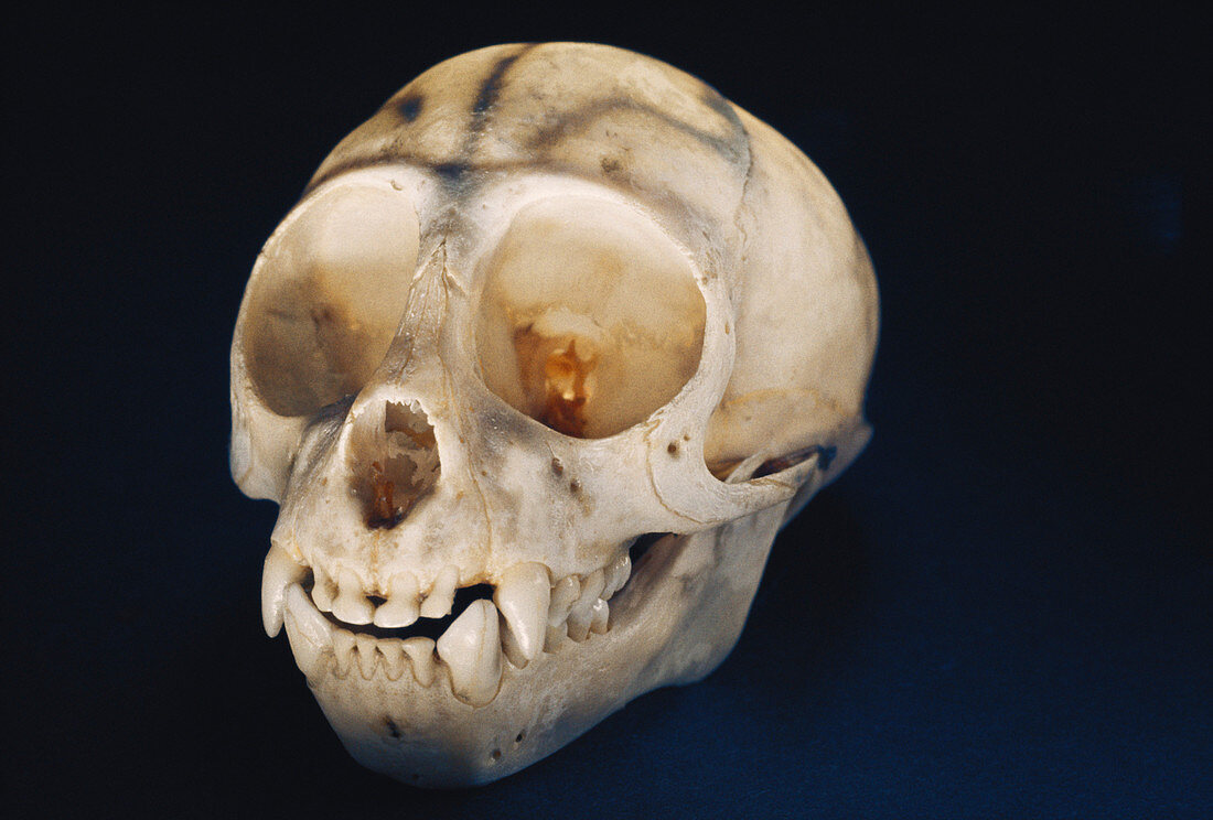 Lemur skull