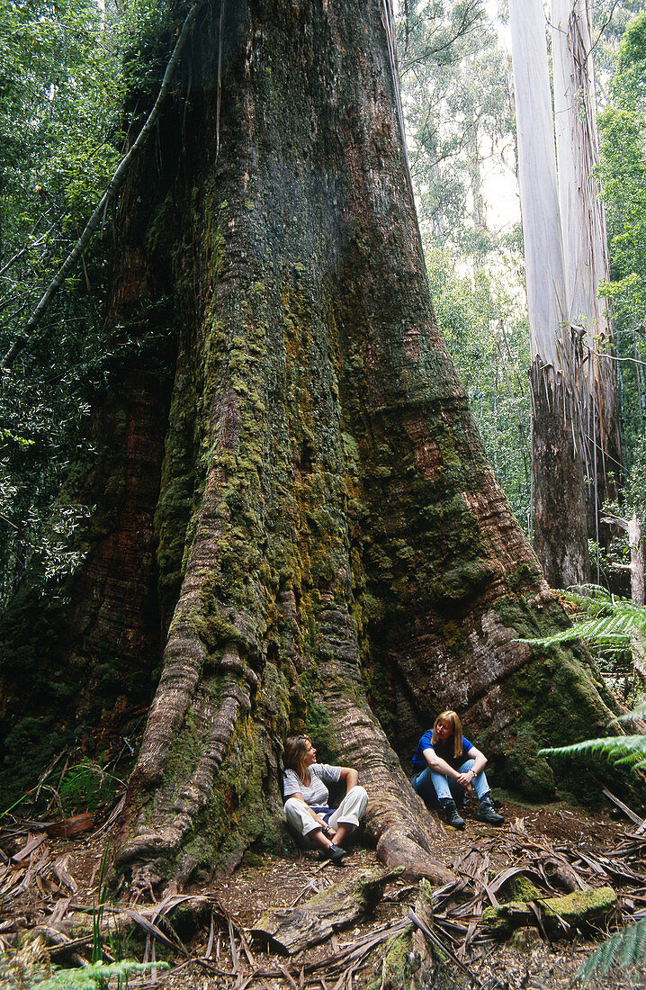 Backpackers with Eucalyptus Tree