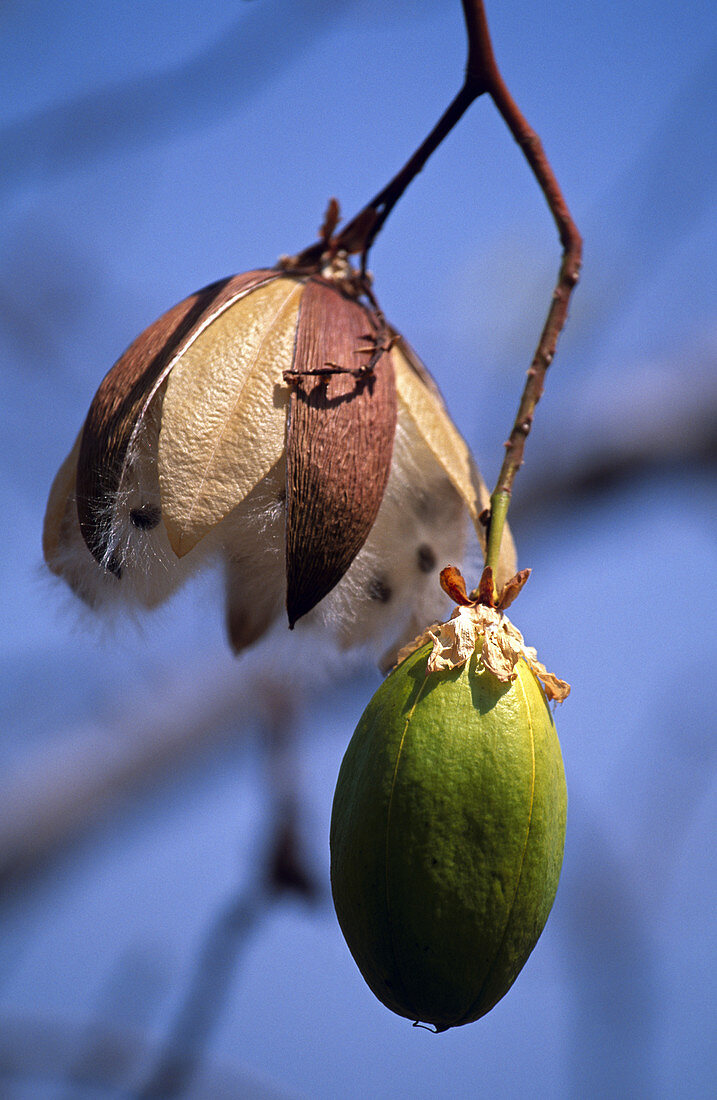 Kapok Fruit and Flower