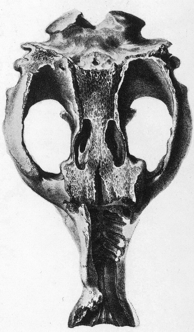 Toxodon,Extinct Mammal