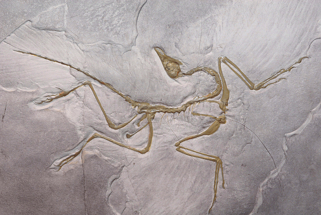 Archaeopteryx skeleton cast